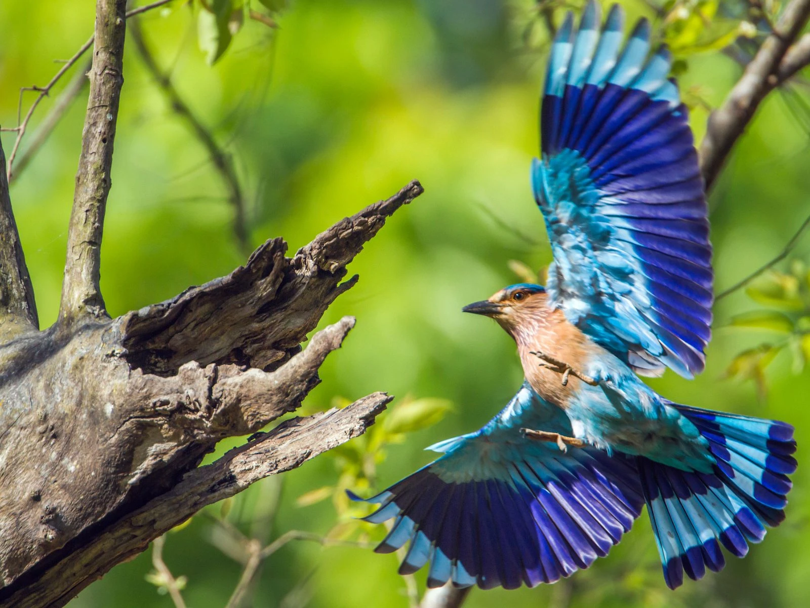 Birdlife of Rajasthan